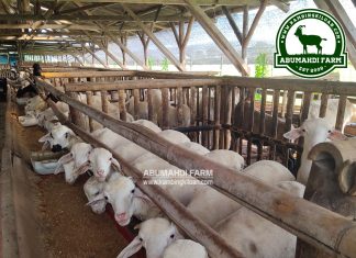 Harga Kambing dan Domba Kiloan Agustus 2020