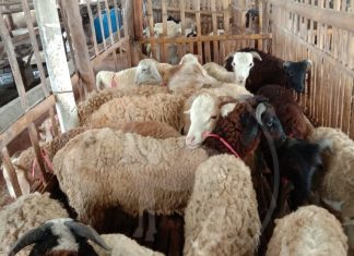 Harga Kambing dan Domba Kiloan Oktober 2020