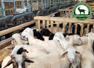 Harga Kambing dan Domba Kiloan November 2020