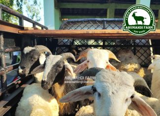 Harga Kambing dan Domba Kiloan Desember 2020